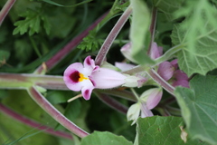 Martynia annua